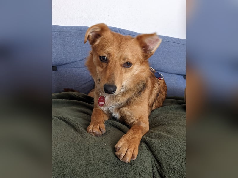 Jago freut sich über euren Besuch auf seiner Pflegestelle