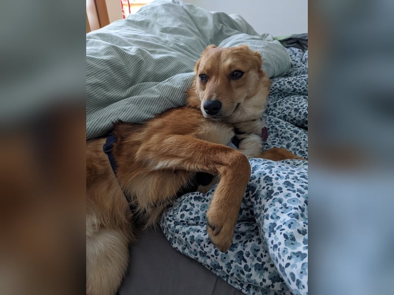 Jago freut sich über euren Besuch auf seiner Pflegestelle