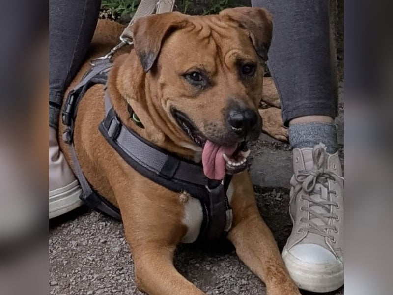 Arlo - das Powerpaket