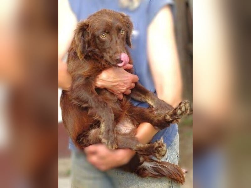 CHOCO ist in Gefahr