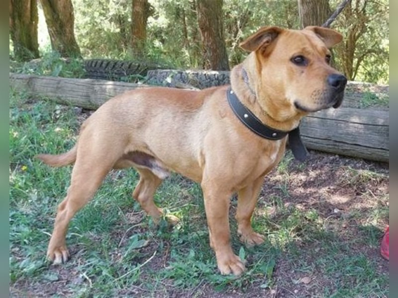 Billy, Mischling ca. 45 cm