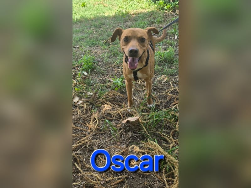 Oscar, Mischling