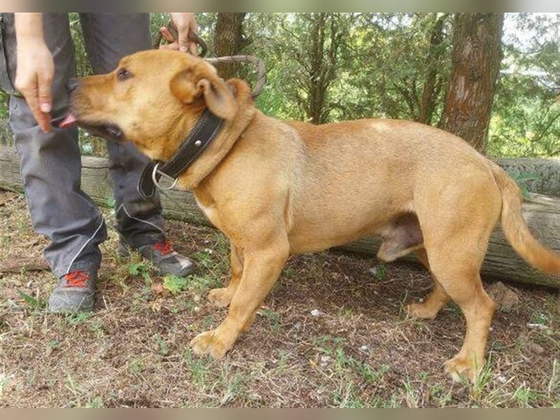 Billy, Mischling ca. 45 cm