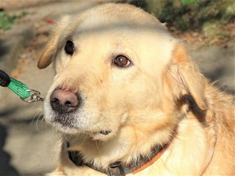 Astor, Retriever Mischling