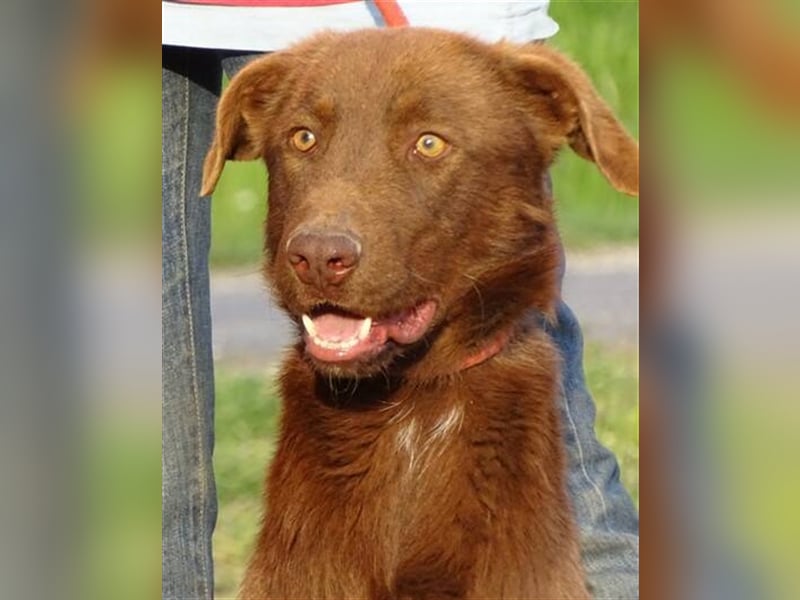 Lado, Labrador Mischling