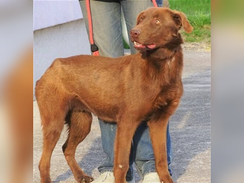 Lado, Labrador Mischling