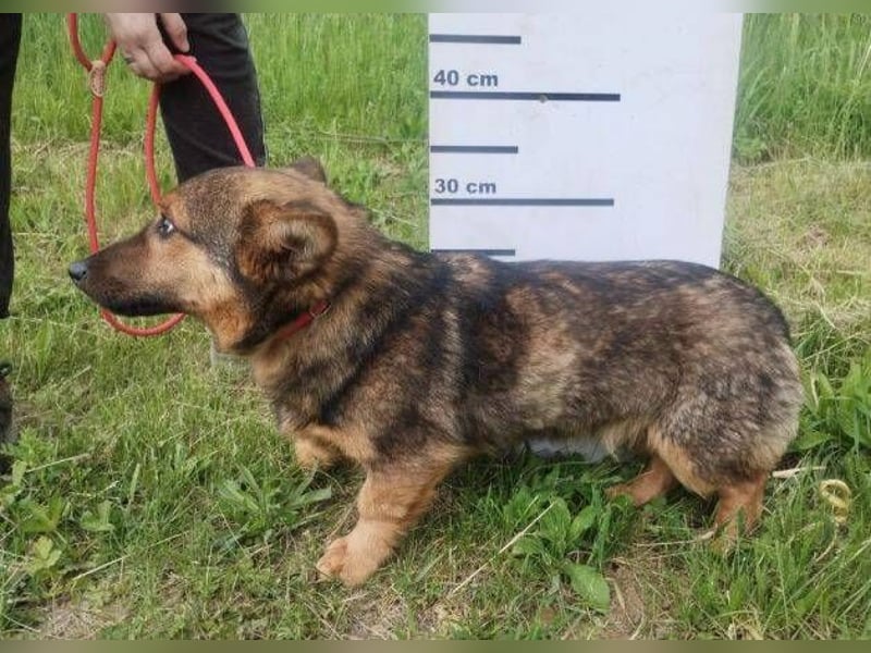 Twix, Mischling