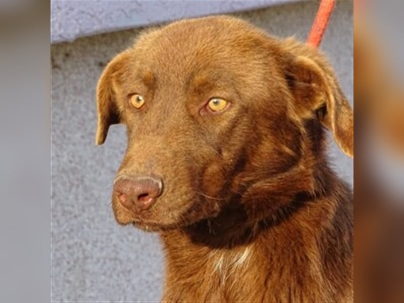 Lado, Labrador Mischling