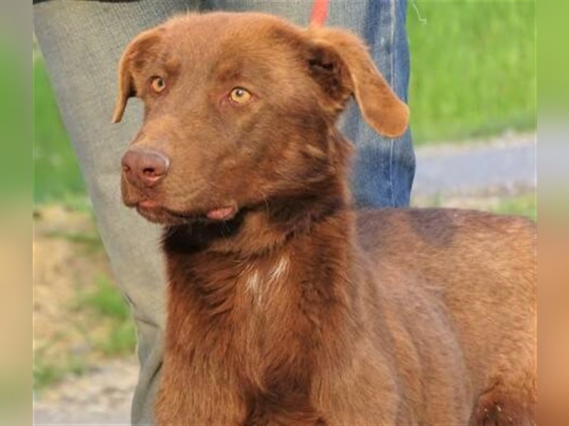 Lado, Labrador Mischling