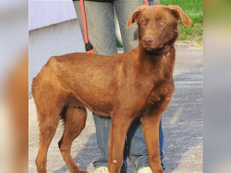 Lado, Labrador Mischling