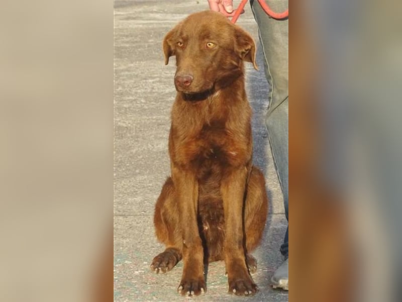 Lado, Labrador Mischling