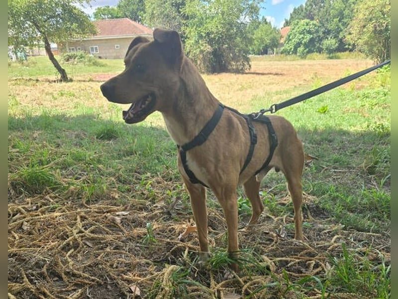 Oscar, Mischling