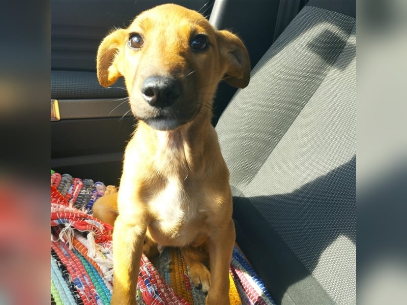 Axel
