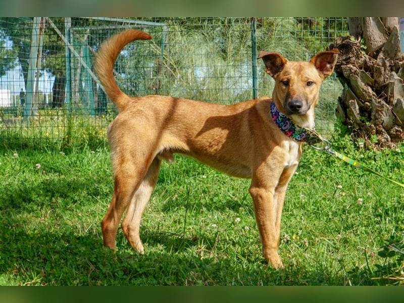 Axel