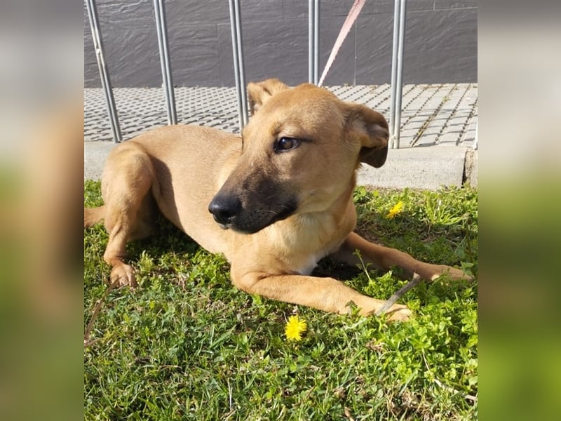 Axel