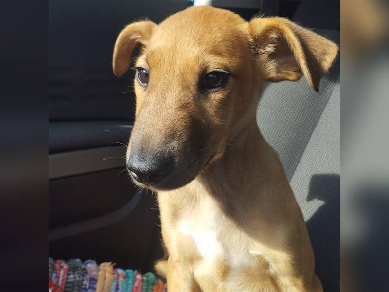 Axel