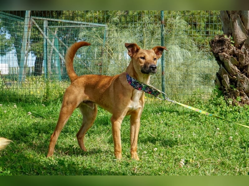 Axel