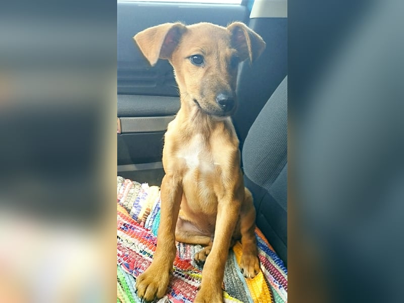 Axel