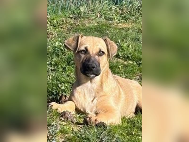 Alf, der Kleine!