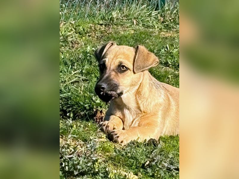 Alf, der Kleine!