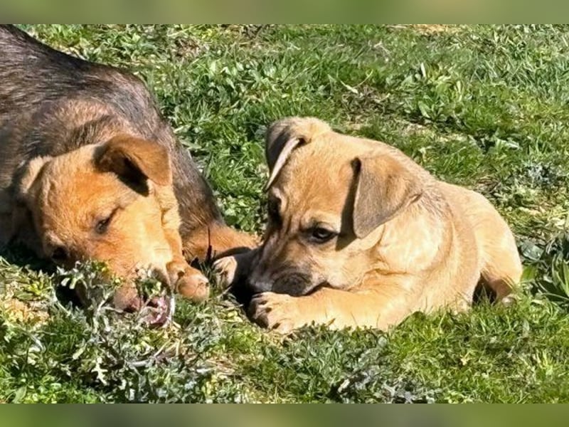 Alf, der Kleine!
