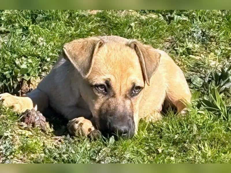 Alf, der Kleine!