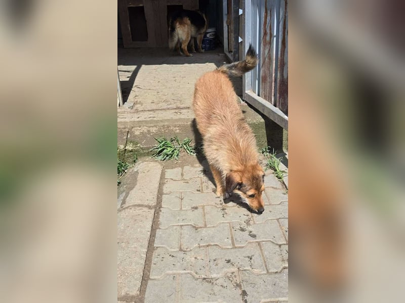 Chester - Flausch mit Herz