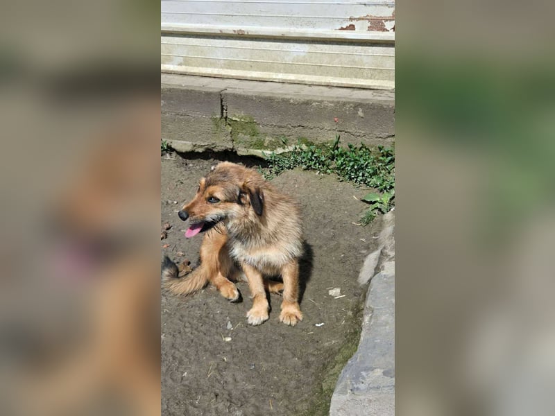 Chester - Flausch mit Herz