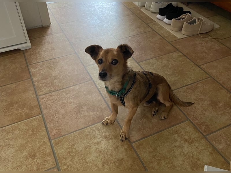 Senior Rudi sucht sein Körbchen