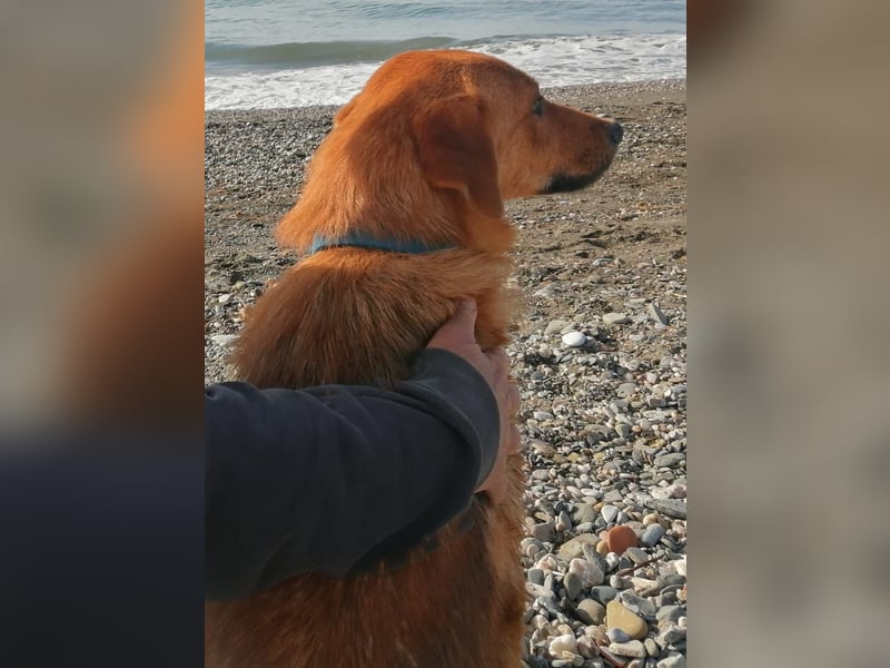 Bandit möchte dein Herz stehlen