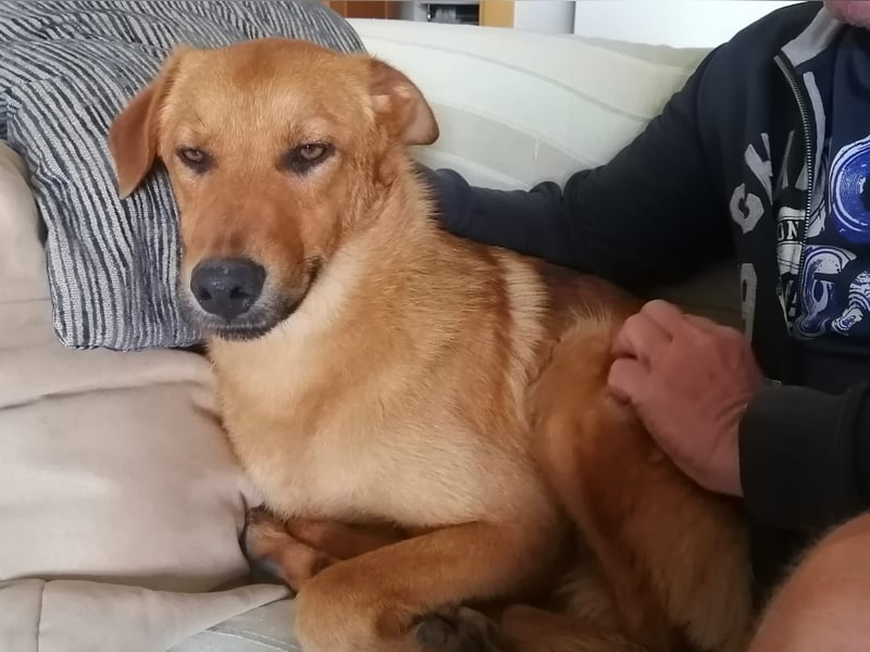 Bandit möchte dein Herz stehlen