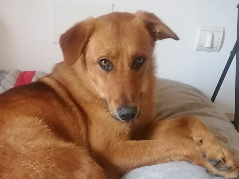 Bandit möchte dein Herz stehlen