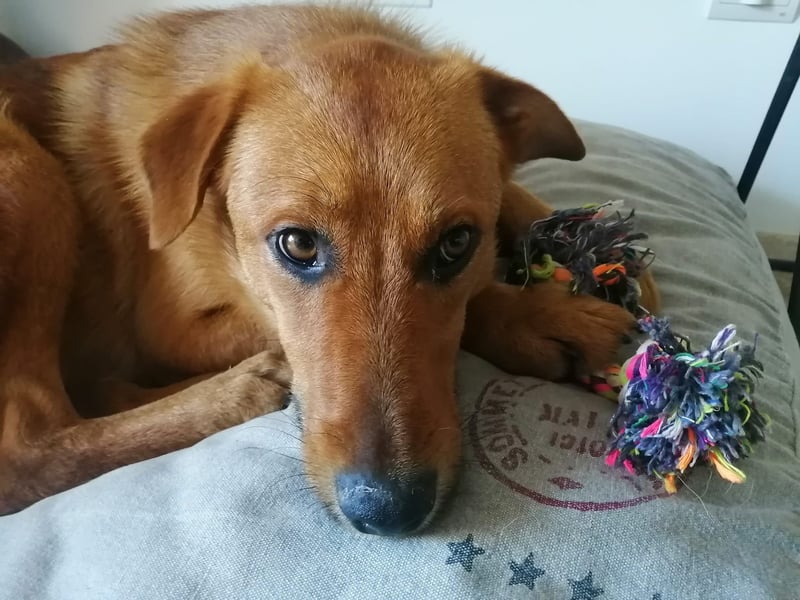 Bandit möchte dein Herz stehlen