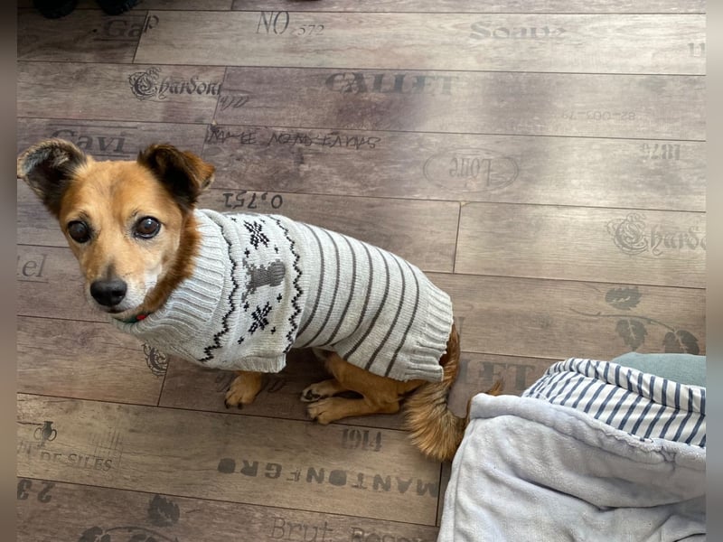 Senior Rudi sucht sein Körbchen