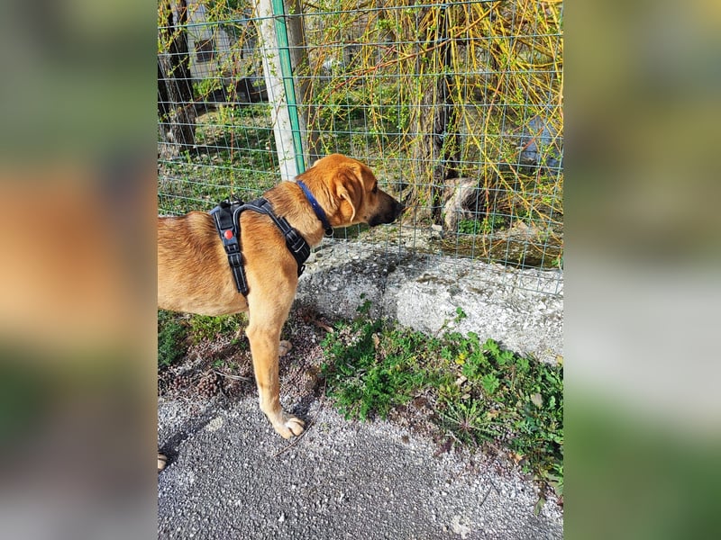 Hank sucht sein Zuhause