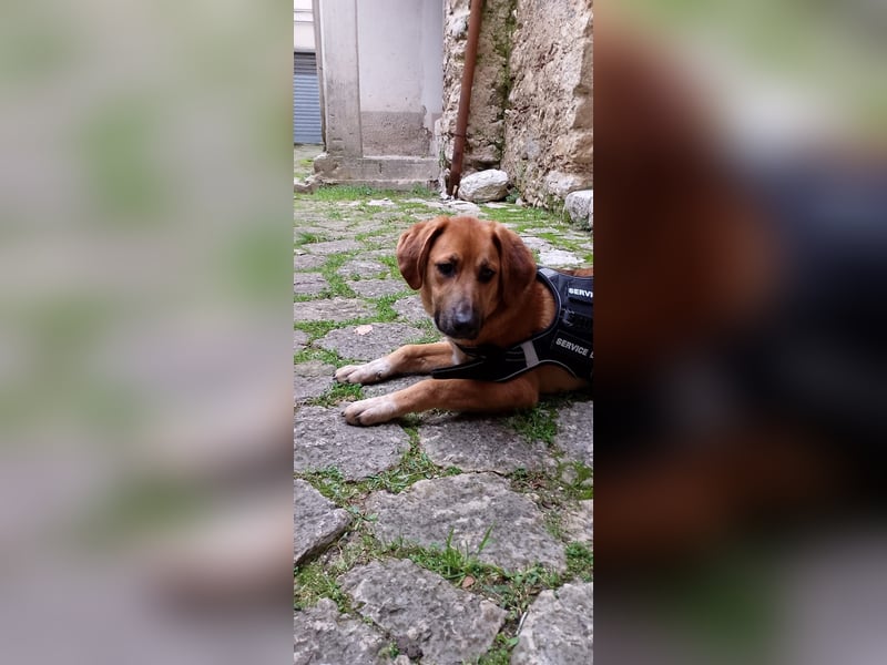 Hank sucht sein Zuhause