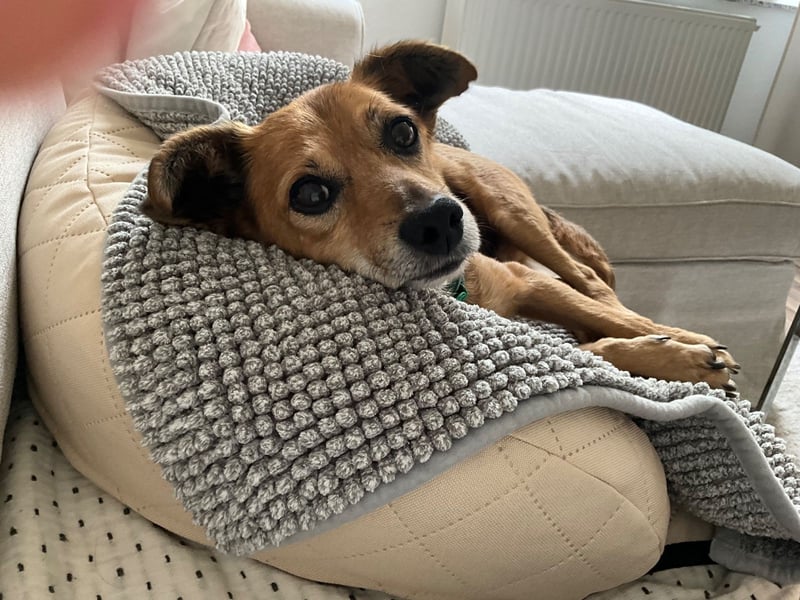 Senior Rudi sucht sein Körbchen