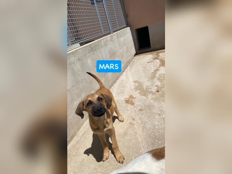 Mars sucht sein Körbchen