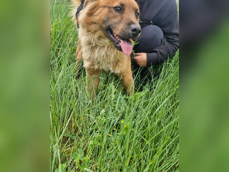 Orso sucht sein Körbchen