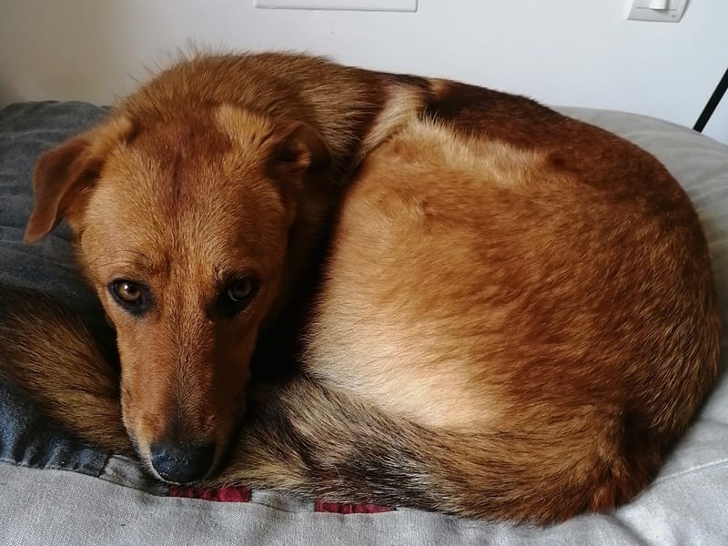 Bandit möchte dein Herz stehlen