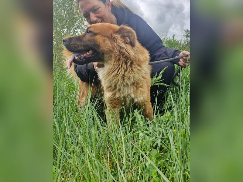 Orso sucht sein Körbchen