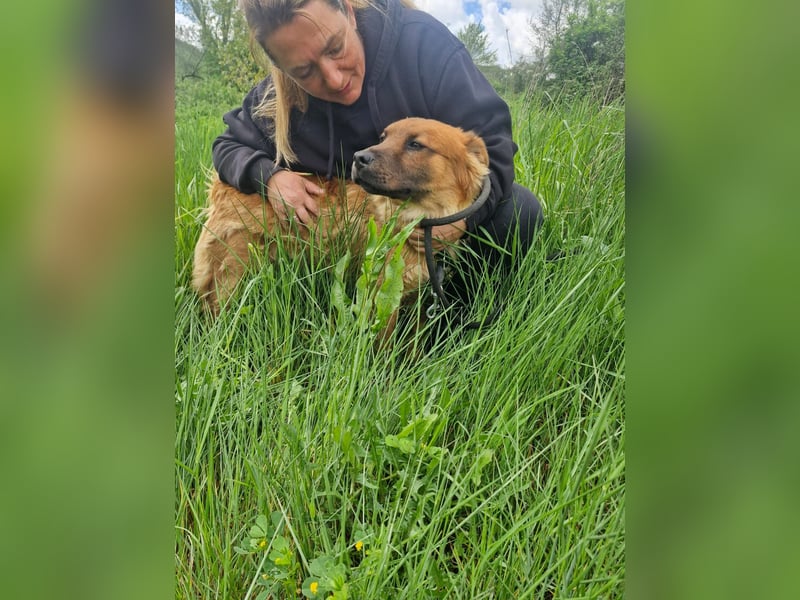 Orso sucht sein Körbchen