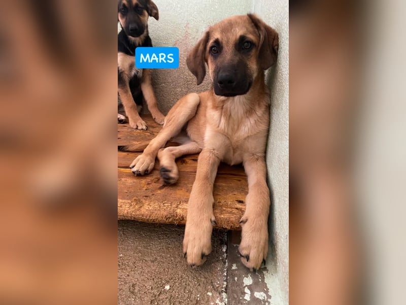 Mars sucht sein Körbchen