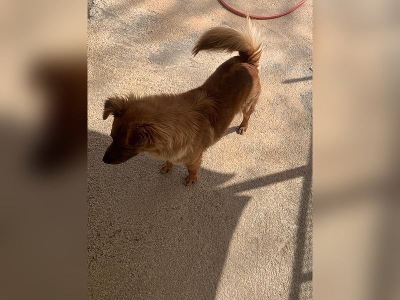 Orso sucht sein Körbchen