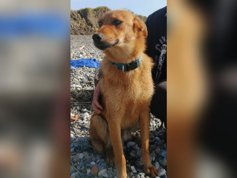 Bandit möchte dein Herz stehlen
