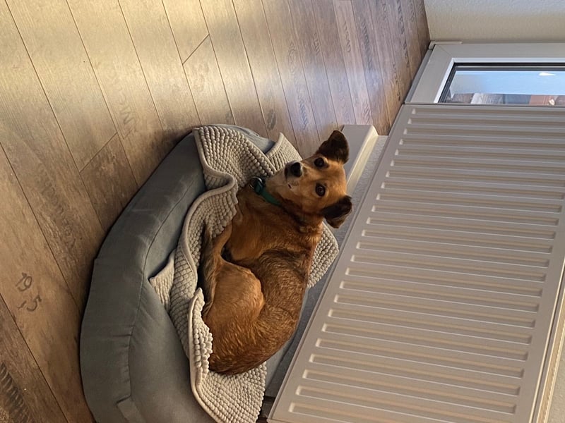 Senior Rudi sucht sein Körbchen