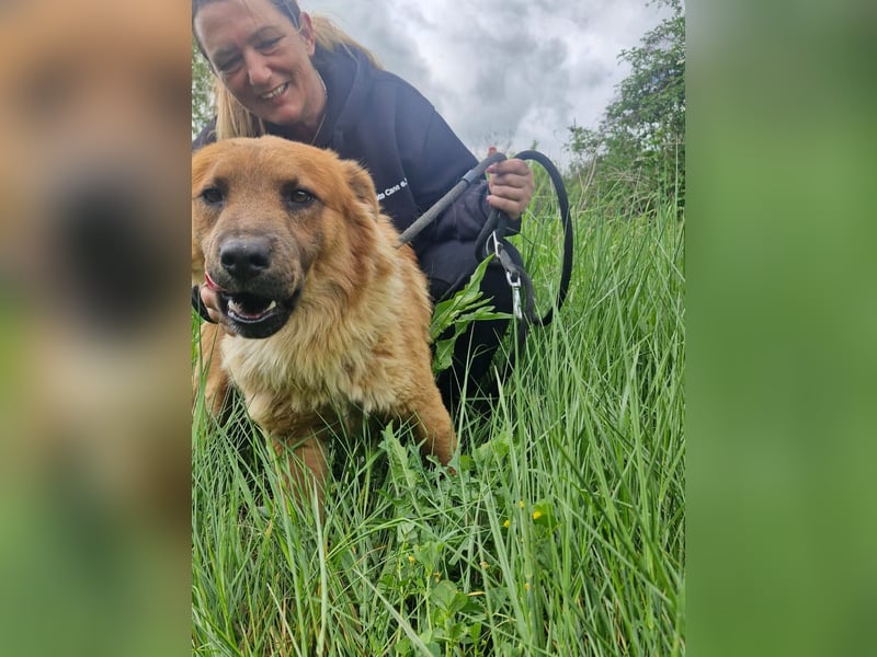 Orso sucht sein Körbchen