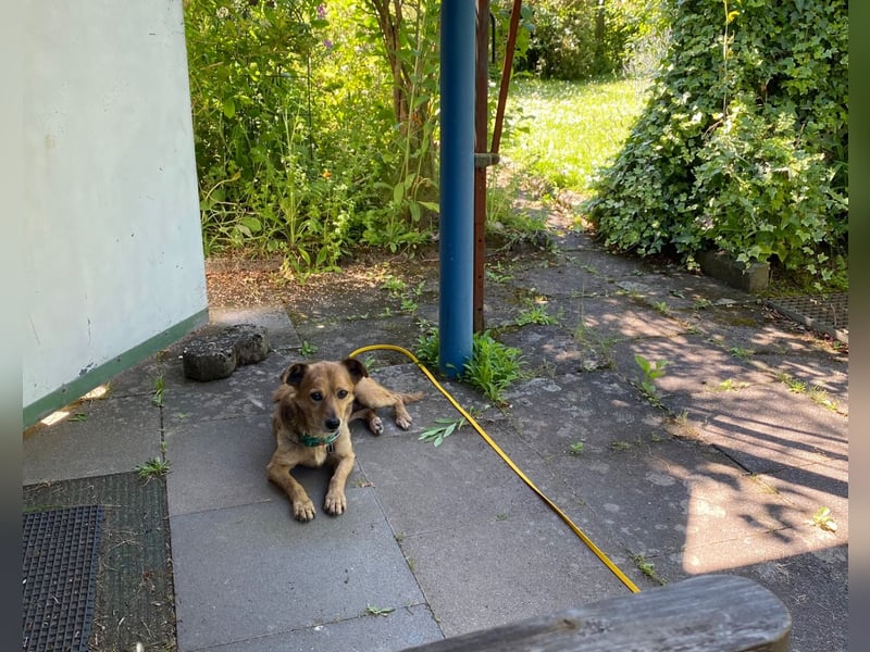 Senior Rudi sucht sein Körbchen