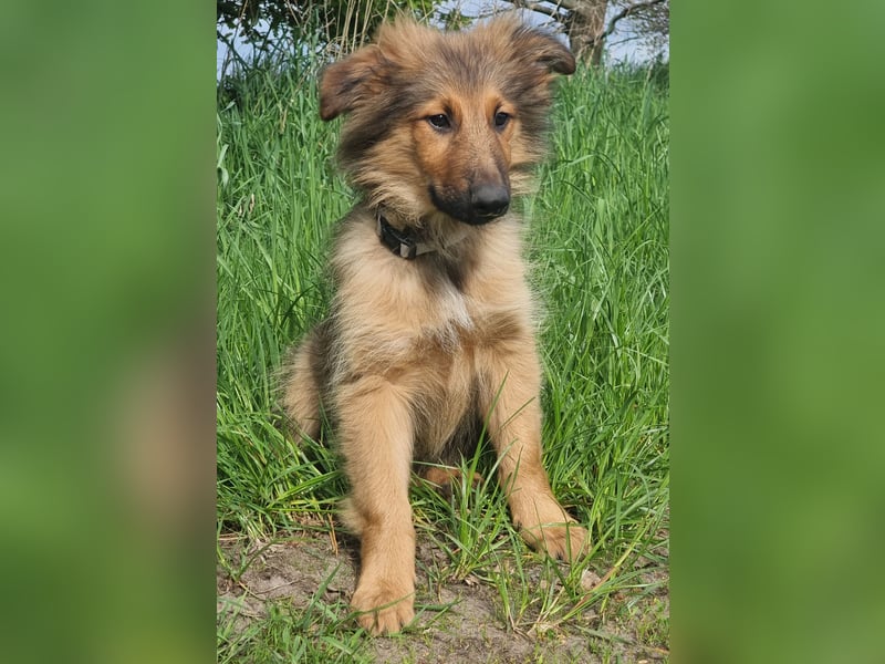 Hübsche Altd.Schäferhund x Am.Collie Mischlingswelpen