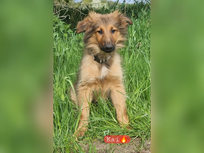 Hübsche Altd.Schäferhund x Am.Collie Mischlingswelpen